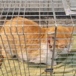 neugle pet 경남 창녕 2026 00181