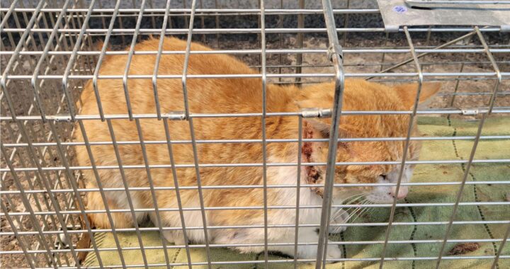 neugle pet 경남 창녕 2026 00181