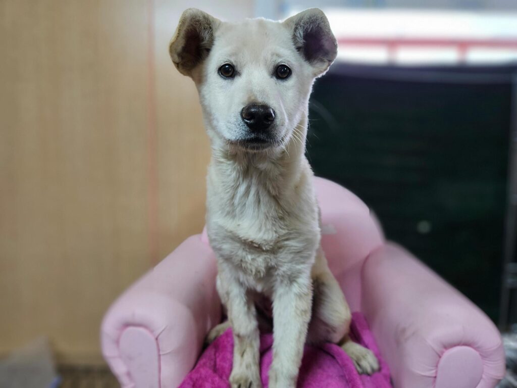 neugle pet 경남 창원1 2026 00195