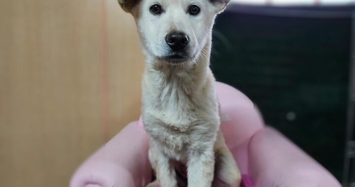 neugle pet 경남 창원1 2026 00195