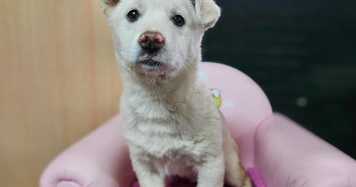 neugle pet 경남 창원1 2026 00196