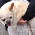 A Microchipped French Bulldog's Plea: Finding Forever Love from Changwon, South Korea 14 neugle pet 경남 창원1 2026 00197