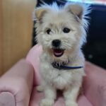 neugle pet 경남 창원1 2026 00213