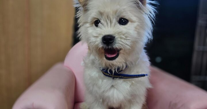 neugle pet 경남 창원1 2026 00213