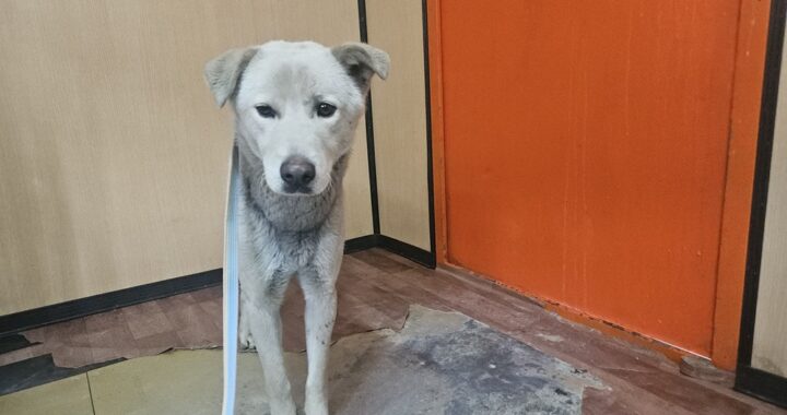 neugle pet 경남 창원1 2026 00214