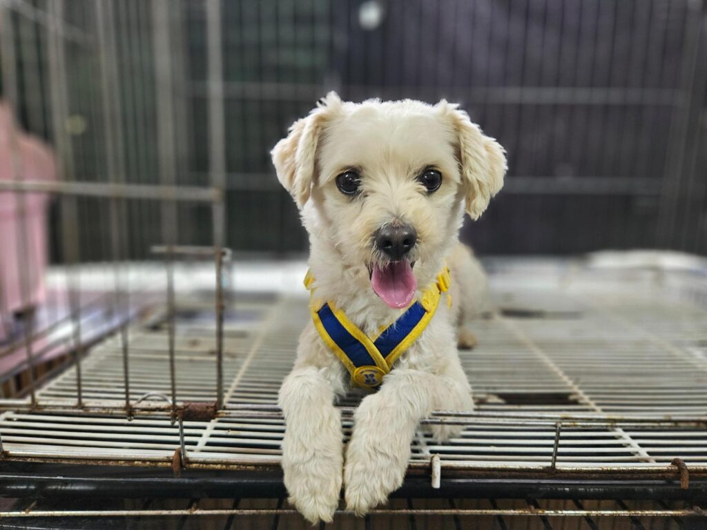 neugle pet 경남 창원1 2026 00215