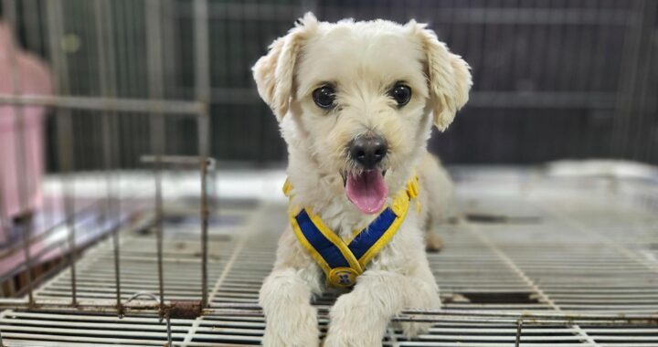 neugle pet 경남 창원1 2026 00215