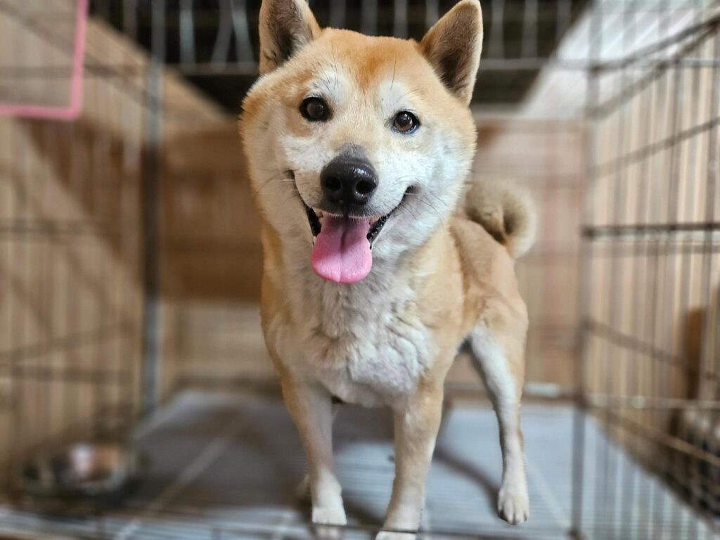 neugle pet 경남 창원1 2026 00220