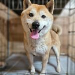 neugle pet 경남 창원1 2026 00220