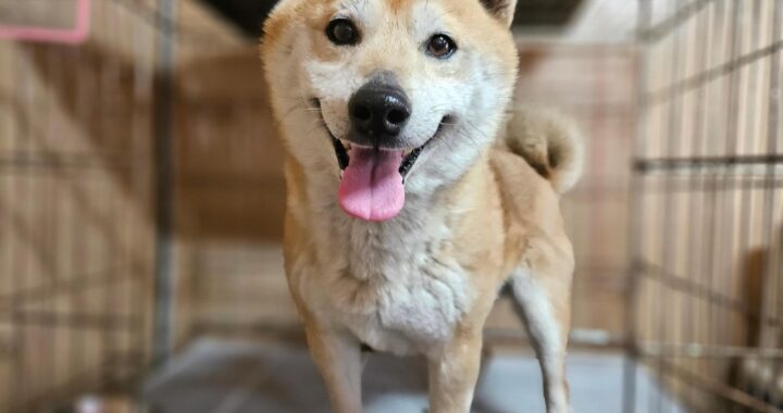 neugle pet 경남 창원1 2026 00220