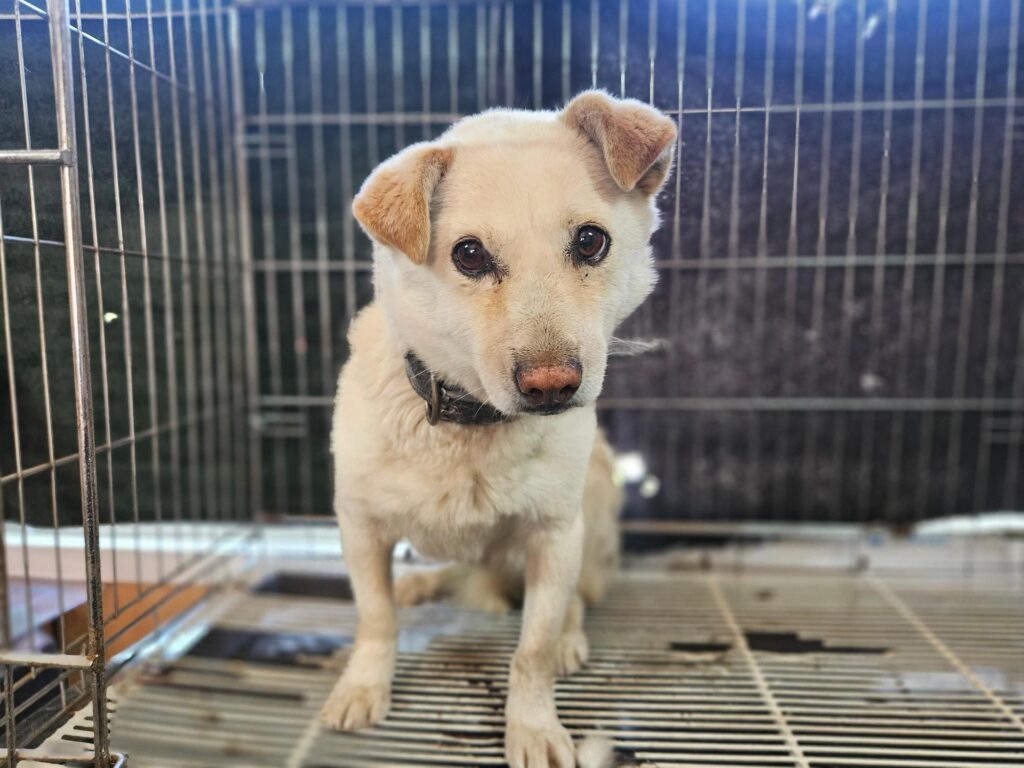 neugle pet 경남 창원1 2026 00222