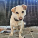 The Guarded Heart of Changwon: Sora, a Mixed Breed Seeking International Adoption from South Korea 14 neugle pet 경남 창원1 2026 00222