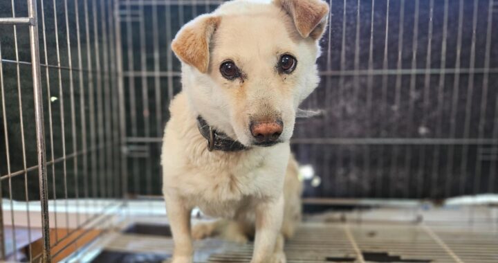 neugle pet 경남 창원1 2026 00222