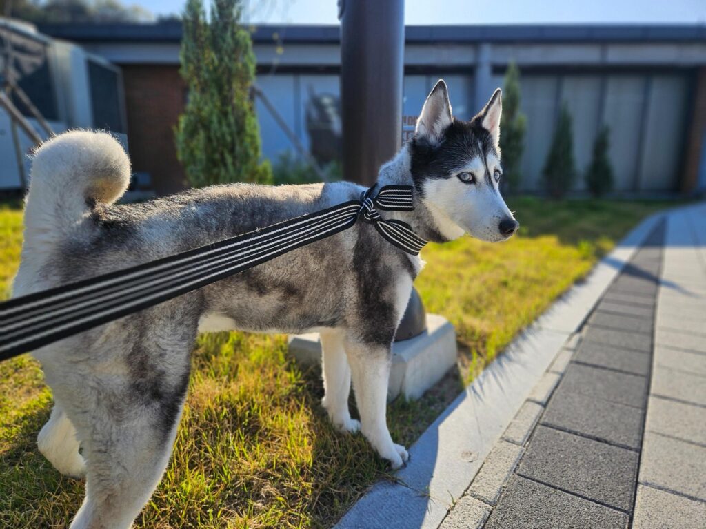 neugle pet 경남 창원1 2026 00223