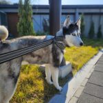 neugle pet 경남 창원1 2026 00223