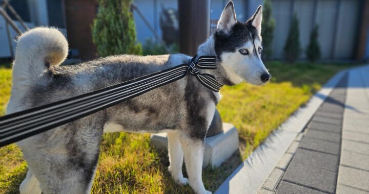 neugle pet 경남 창원1 2026 00223