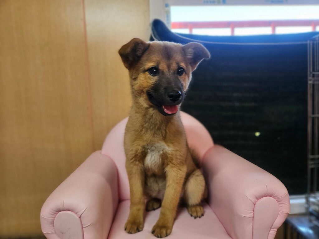 neugle pet 경남 창원1 2026 00224