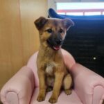 A Tail of Triumph: Bori's Heartwarming Reunion in Changwon, South Korea – A Testament to Microchips and Compassion 12 neugle pet 경남 창원1 2026 00224