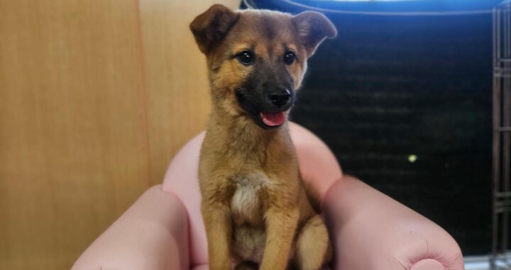 neugle pet 경남 창원1 2026 00224