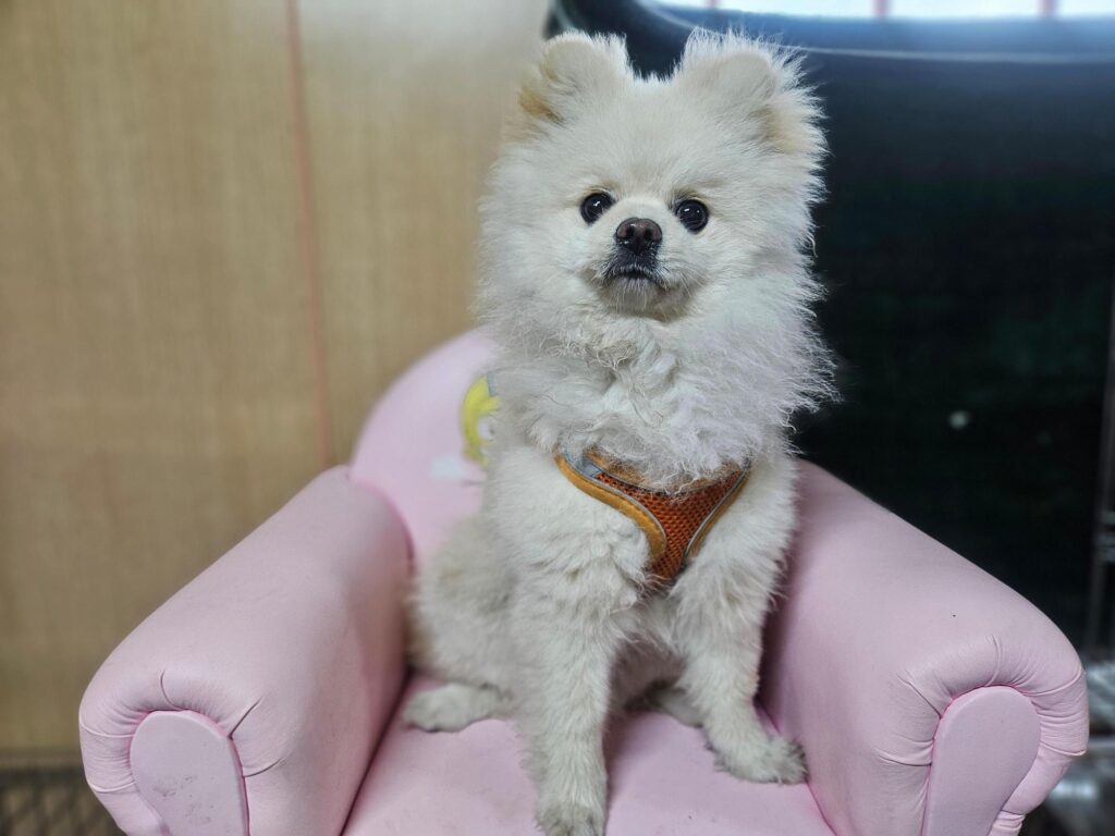 neugle pet 경남 창원1 2026 00228