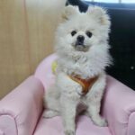 neugle pet 경남 창원1 2026 00228