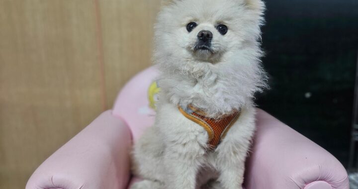 neugle pet 경남 창원1 2026 00228