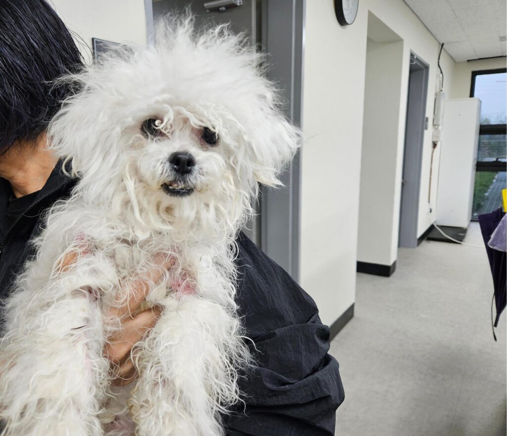 neugle pet 경남 창원1 2026 00229