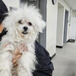 neugle pet 경남 창원1 2026 00229