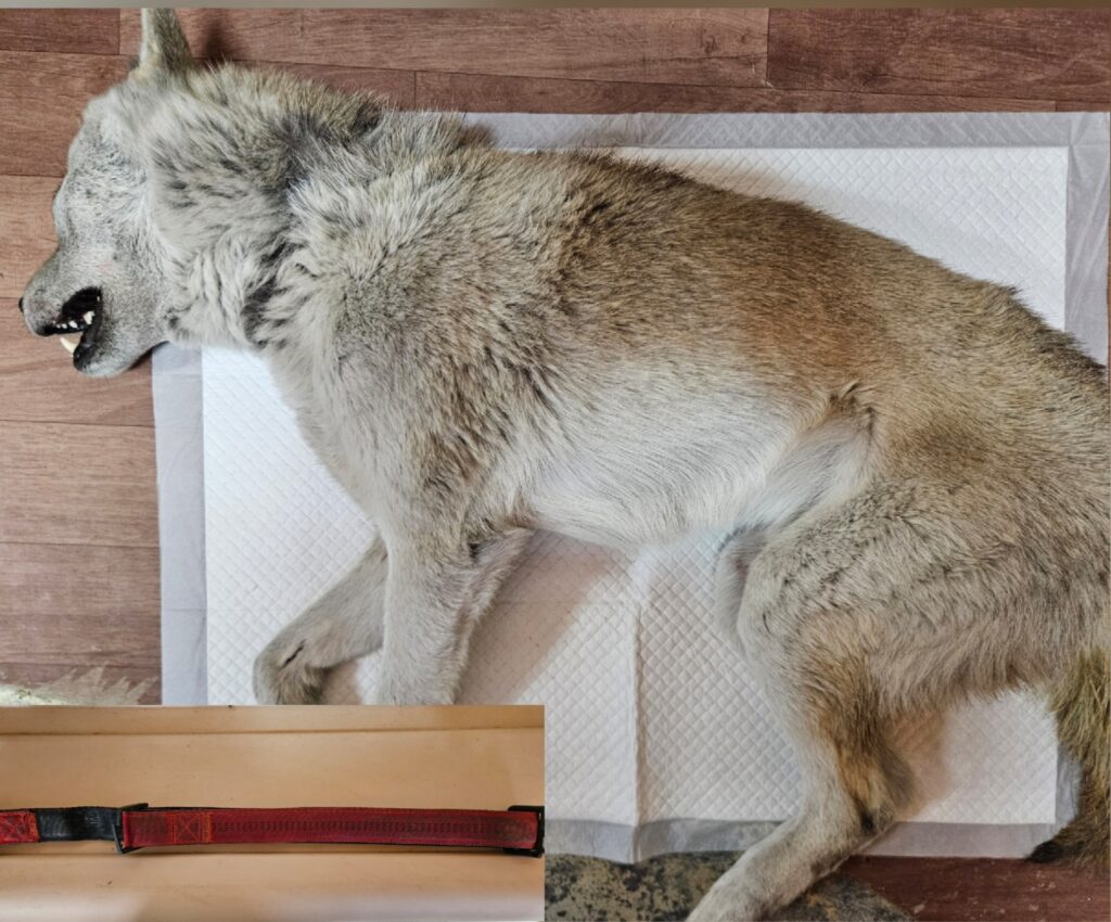 neugle pet 경남 창원1 2026 00231