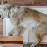 Scarlet's Last Breath: A Heartbreaking Tale of Abandonment and Hope Lost in Changwon, South Korea 14 neugle pet 경남 창원1 2026 00231