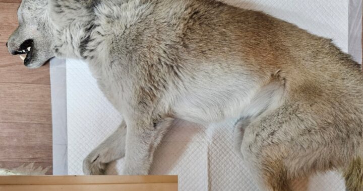 neugle pet 경남 창원1 2026 00231