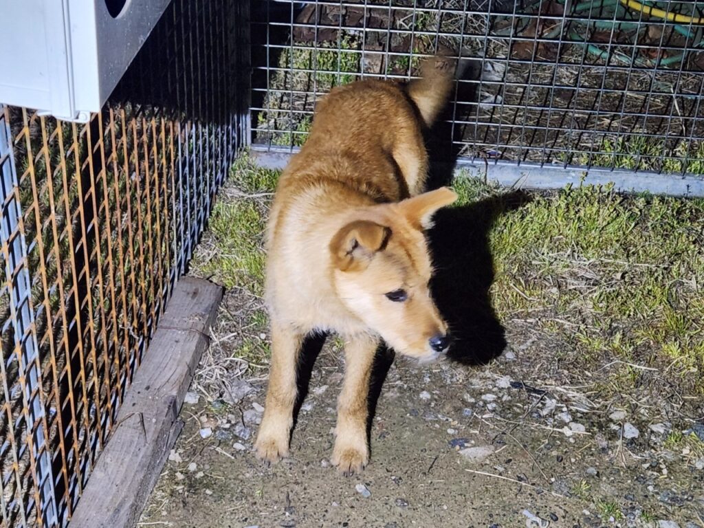 neugle pet 경남 창원1 2026 00234