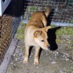 neugle pet 경남 창원1 2026 00234