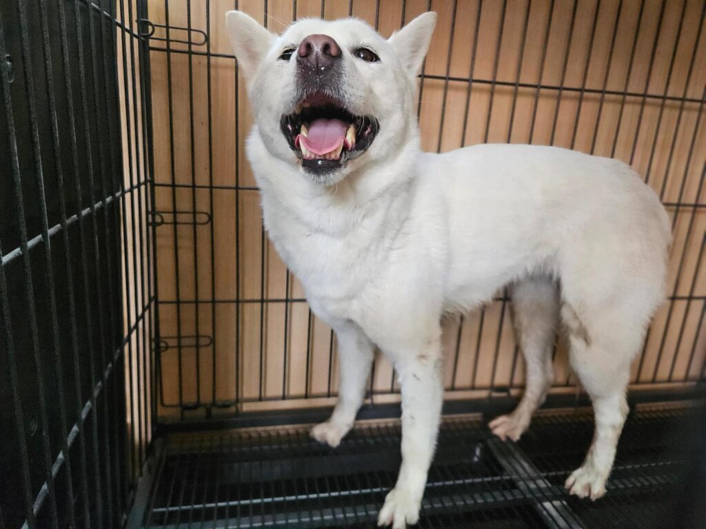 neugle pet 경남 창원1 2026 00235