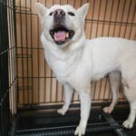 A Microchip Miracle: Lost Mix-Breed Dog Reunited with Family in Changwon, South Korea 12 neugle pet 경남 창원1 2026 00235