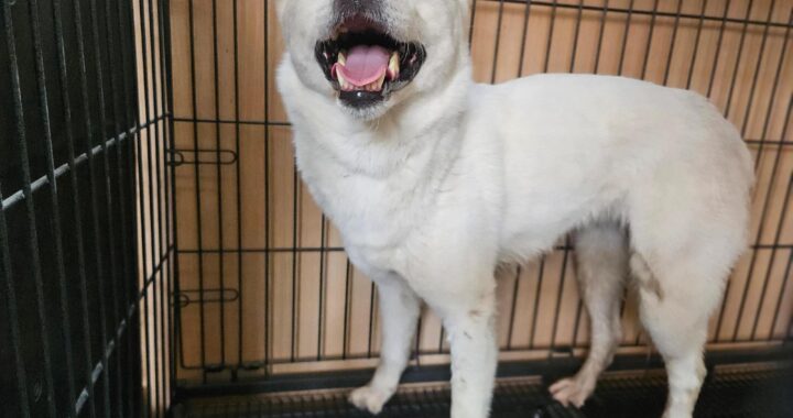 neugle pet 경남 창원1 2026 00235