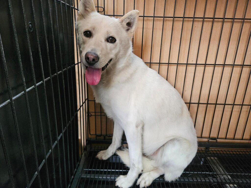 neugle pet 경남 창원1 2026 00236