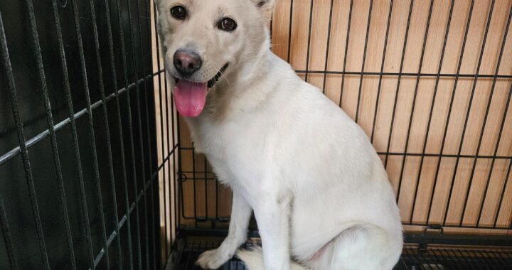 neugle pet 경남 창원1 2026 00236