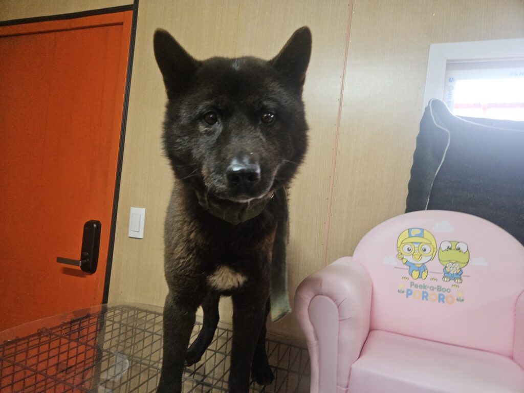 neugle pet 경남 창원1 2026 00237