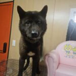 neugle pet 경남 창원1 2026 00237