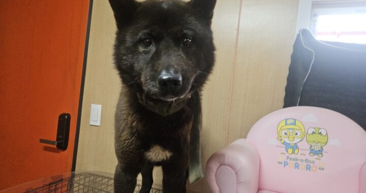 neugle pet 경남 창원1 2026 00237