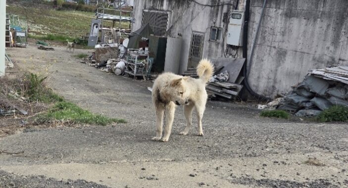 neugle pet 경남 창원1 2026 00238