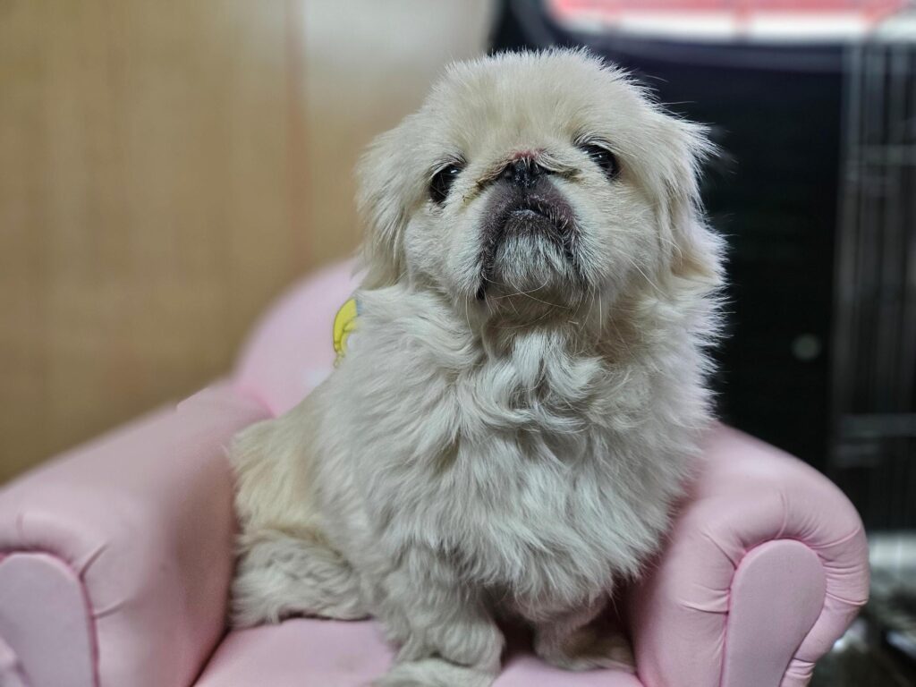 neugle pet 경남 창원1 2026 00239