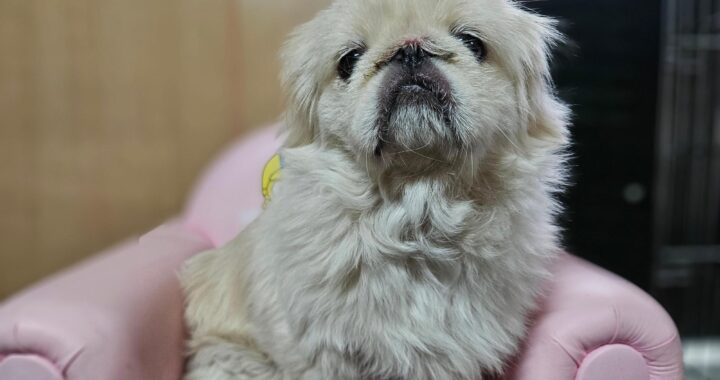 neugle pet 경남 창원1 2026 00239