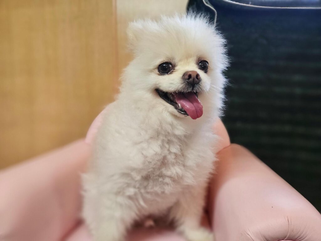 neugle pet 경남 창원1 2026 00242