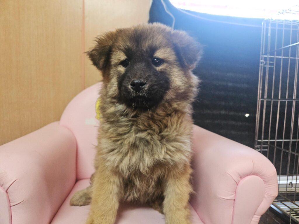 neugle pet 경남 창원1 2026 00243