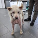 neugle pet 경남 창원1 2026 00244