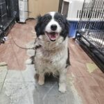 neugle pet 경남 창원1 2026 00252