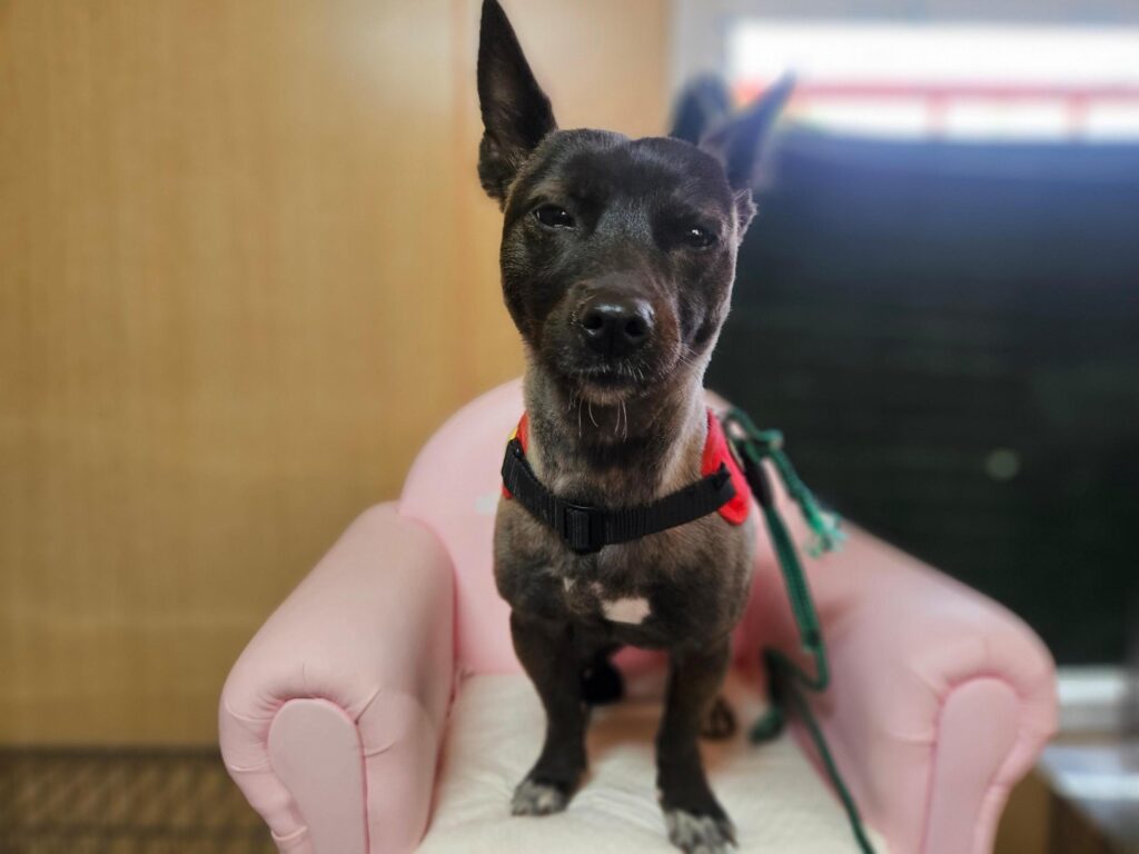 neugle pet 경남 창원1 2026 00260