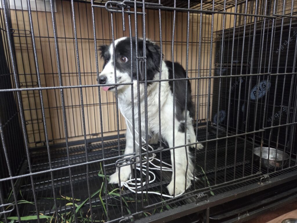 neugle pet 경남 창원1 2026 00261